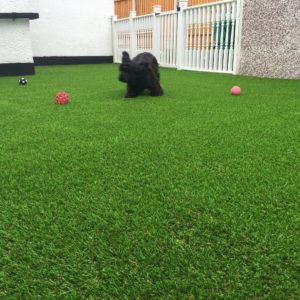 Dog On Artificial Grass Lawn